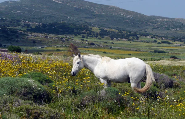Cavalo branco no campo — Fotografia de Stock