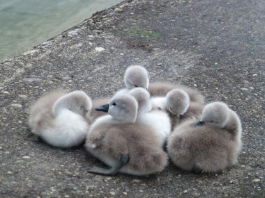 Bebek Kuğu