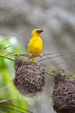 Weaver bird clipart