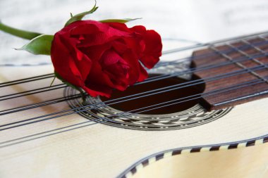 charango üzerinde kırmızı gül