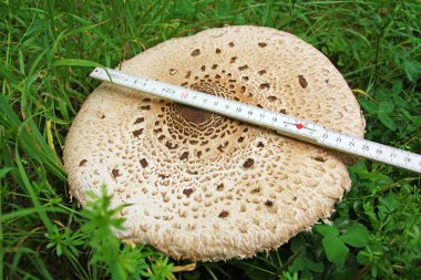Parasol (Macrolepiota procera) mushroom clipart