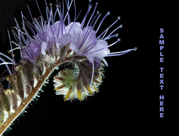 Çiçek arkadan aydınlatmalı (Phacelia) — Stok fotoğraf
