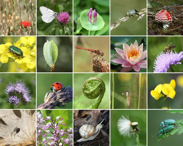 生物多様性のコラージュ — ストック写真