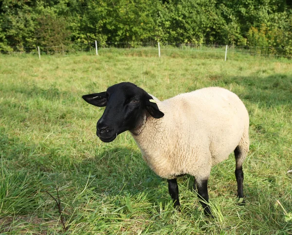 Moutons à tête noire — Photo