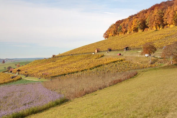 Cena de outono na região da vinha — Fotografia de Stock