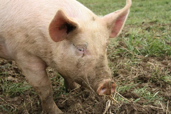 Фермерское животное - свинья — стоковое фото