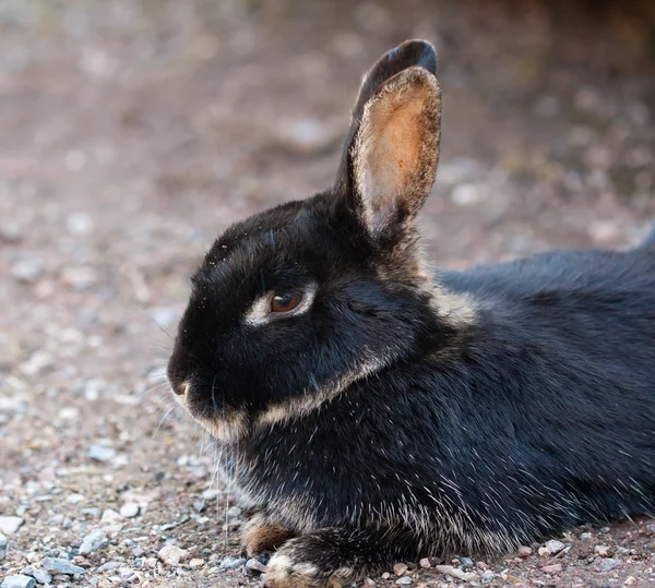 Djur på gården - kanin — Stockfoto