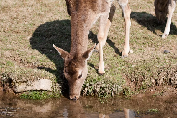 Jovem veado bebe água — Fotografia de Stock