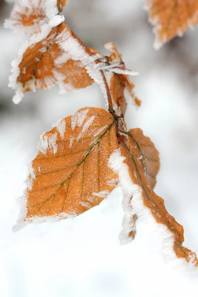 Zimą liści z mrozem — Zdjęcie stockowe