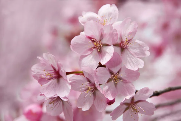 樱桃花在春天的时间 — 图库照片