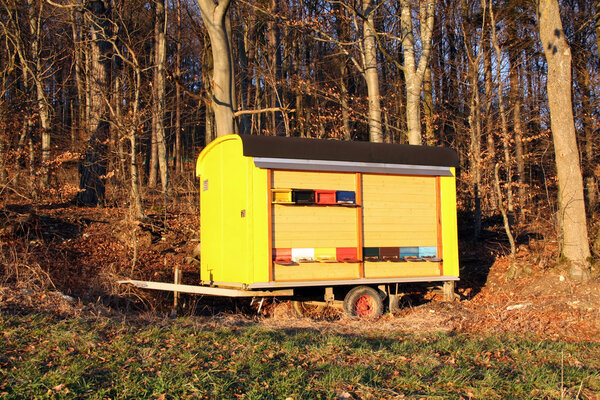 Мобильный жук на краю леса
