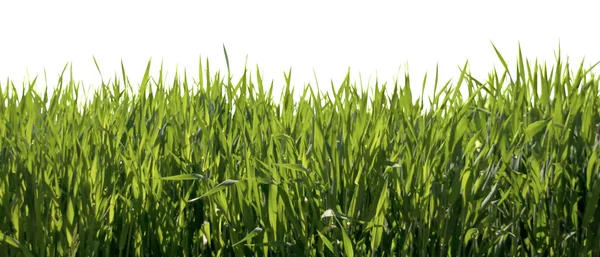 FRESH SPRING GREEN GRASS — Stock Photo, Image