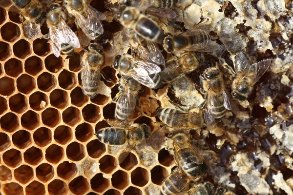 Abeilles sur le nid d'abeille — Photo