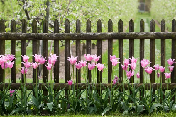 Růžové tulipány na zahradní plot — Stock fotografie