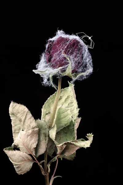 Zvadlá růže pokryté web — Stock fotografie