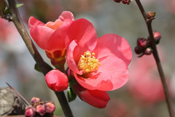 Kırmızı çiçekli Ayva — Stok fotoğraf