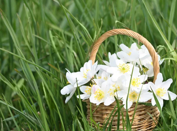 Korb mit wilden Frühlingsblumen — Stockfoto