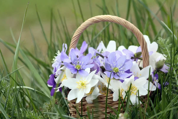 Korb mit wilden Frühlingsblumen — Stockfoto