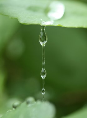 Damlama waterdrops gelen bir yaprak