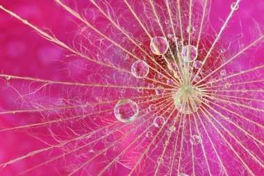 Waterdrop reflection on dandelion seed clipart