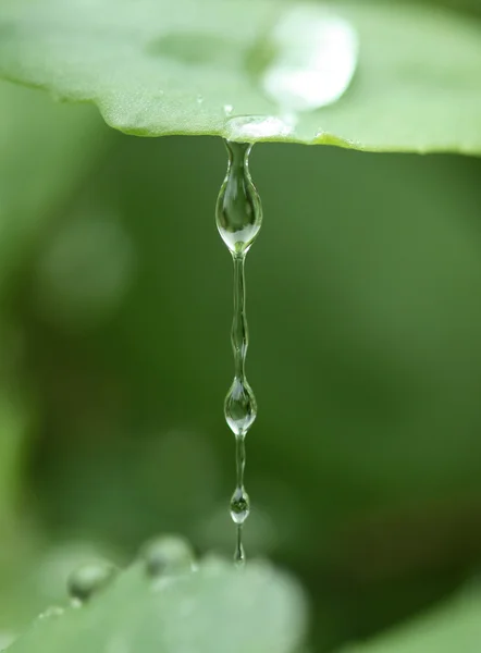 Goteo de gotas de agua de una hoja — Foto de Stock