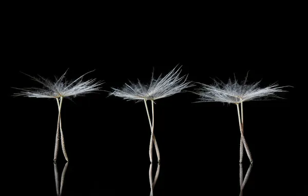 Bailarinas de ballet por semillas de diente de león — Foto de Stock