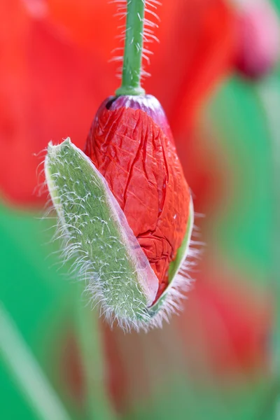 Brote de amapola —  Fotos de Stock