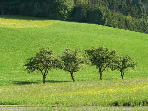 四棵树在春天时间中的某一行中 — 图库照片