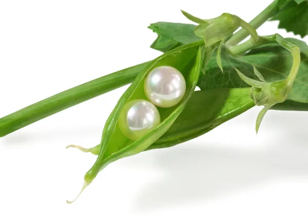 Pearls in pea pod — Stock Photo, Image