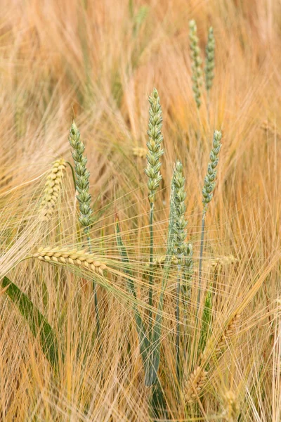 Ripe barley field — Stock Photo, Image