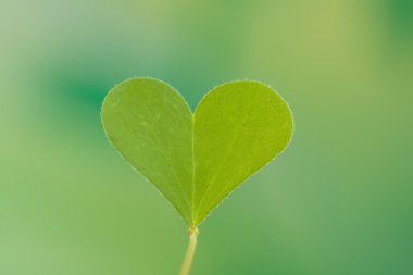 Heart shape Clover leaf