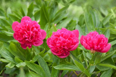 Kırmızı Şakayık çiçeği