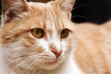 Sarı çizgili kedi