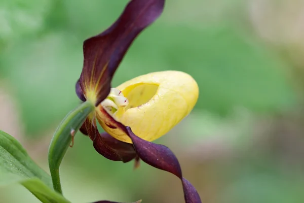 Zapatilla de señora salvaje flor i —  Fotos de Stock