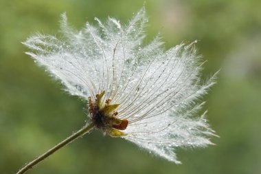 dağ avens
