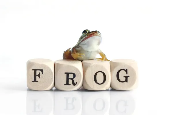 A frog on the wood blocks — Stock Photo, Image