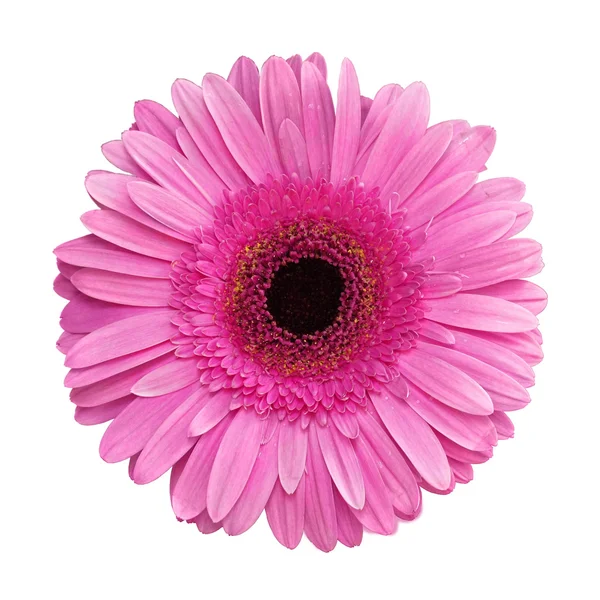 Růžová Gerbera květina přes bílé pozadí — Stock fotografie