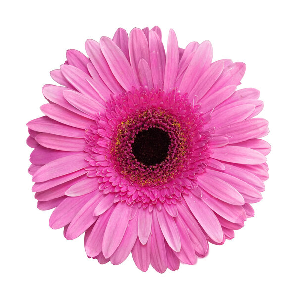 Pink Gerbera flower over white background