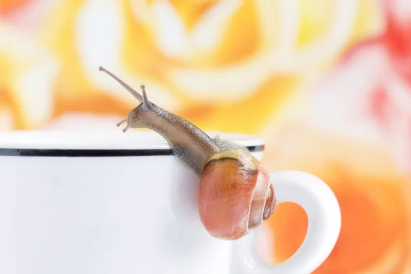 Um caracol rastejando em uma xícara de café — Fotografia de Stock