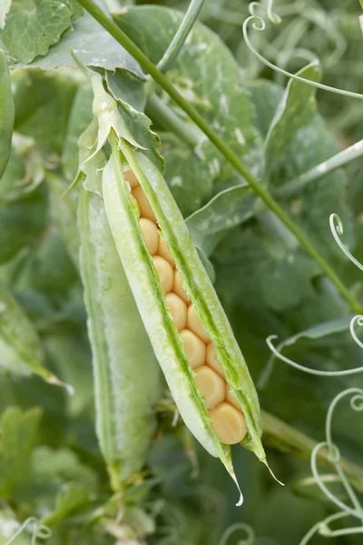 Maize corns in the pea pod — Stock Photo, Image