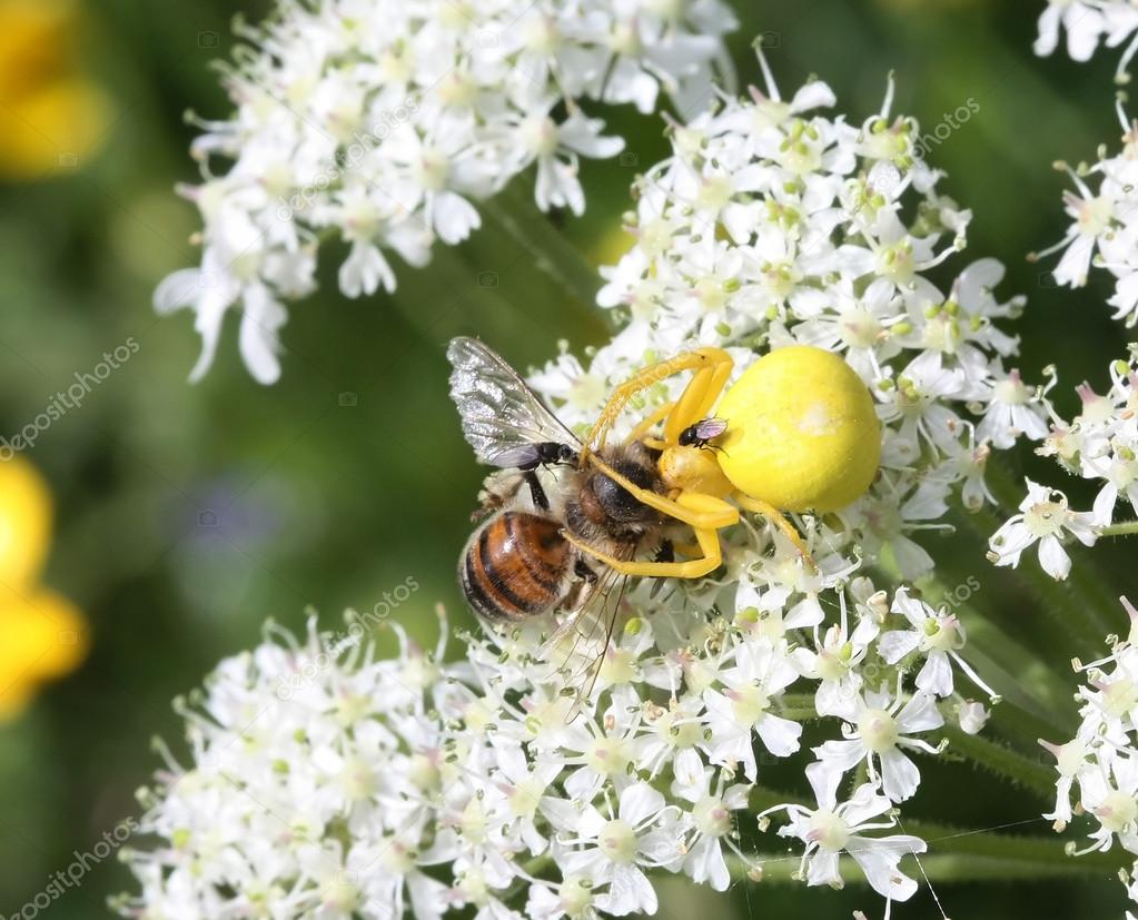 Goldenrod crab spider captures a bee