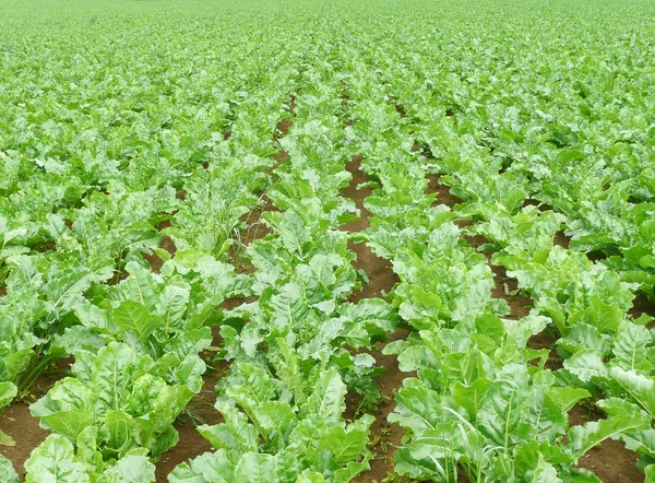 Campo de beterraba sacarina no verão — Fotografia de Stock