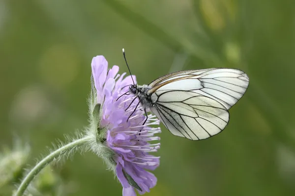 Mariposa - blanco con venas negras — Foto de Stock