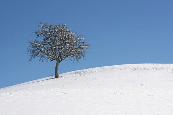 Een eenzame boom in de winter — Stockfoto