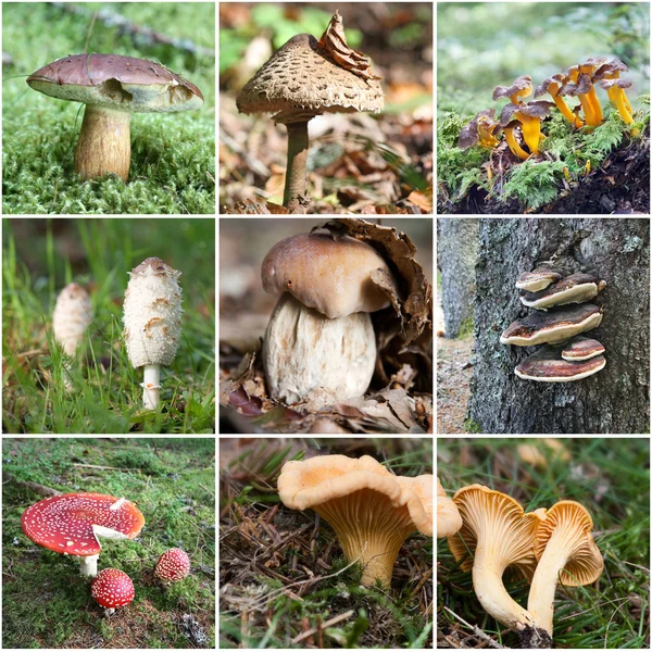 Pilz-Collage — Stockfoto