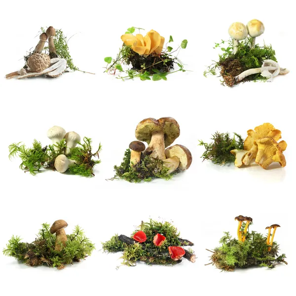 Mushroom collection — Stock Image Mushroom collection Stock Photo