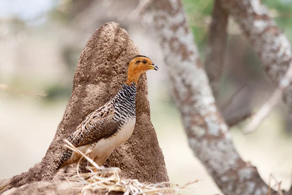 Afrykańskiego ptaka: Coqui Francolin — Zdjęcie stockowe