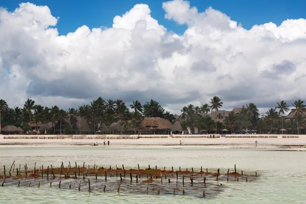 Wodorosty morskie farmy w wybrzeża Tanzanii — Zdjęcie stockowe