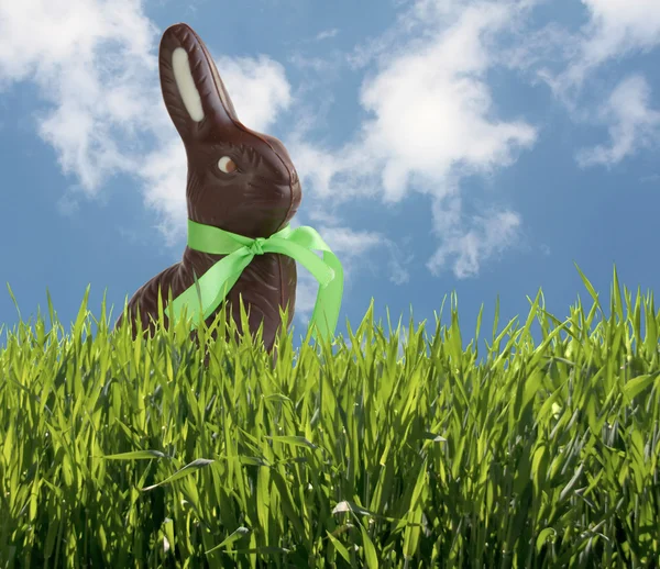 Conejo de chocolate de Pascua escondido en la hierba — Foto de Stock