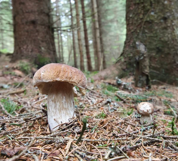 Mushroom Bay Bolete (Boletus badius) — Stock Photo, Image